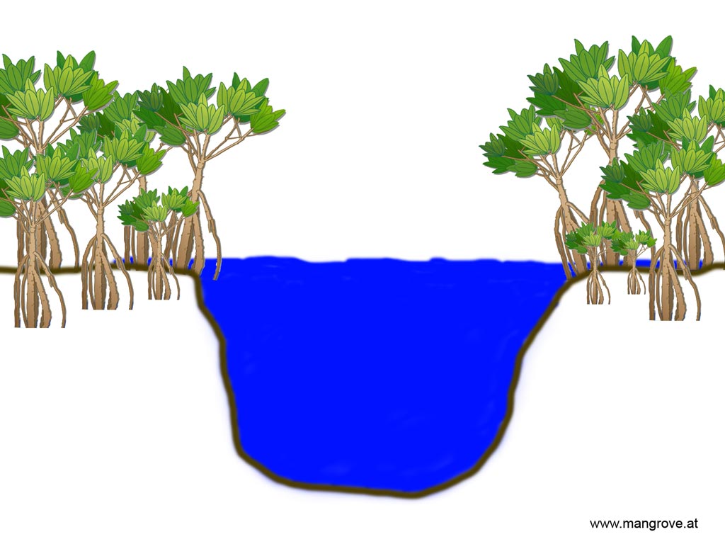 Riverine mangrove forests